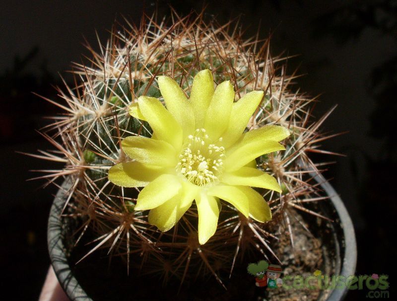 Una foto de Weingartia neocumingii