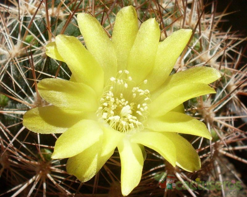 Una foto de Weingartia neocumingii