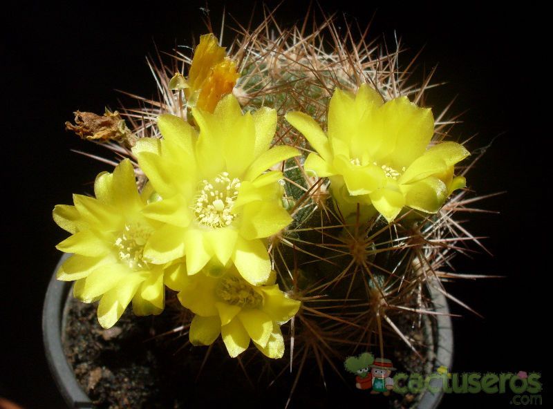 Una foto de Weingartia neocumingii