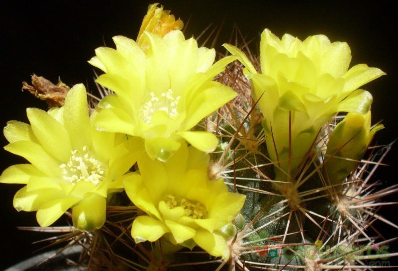 Una foto de Weingartia neocumingii
