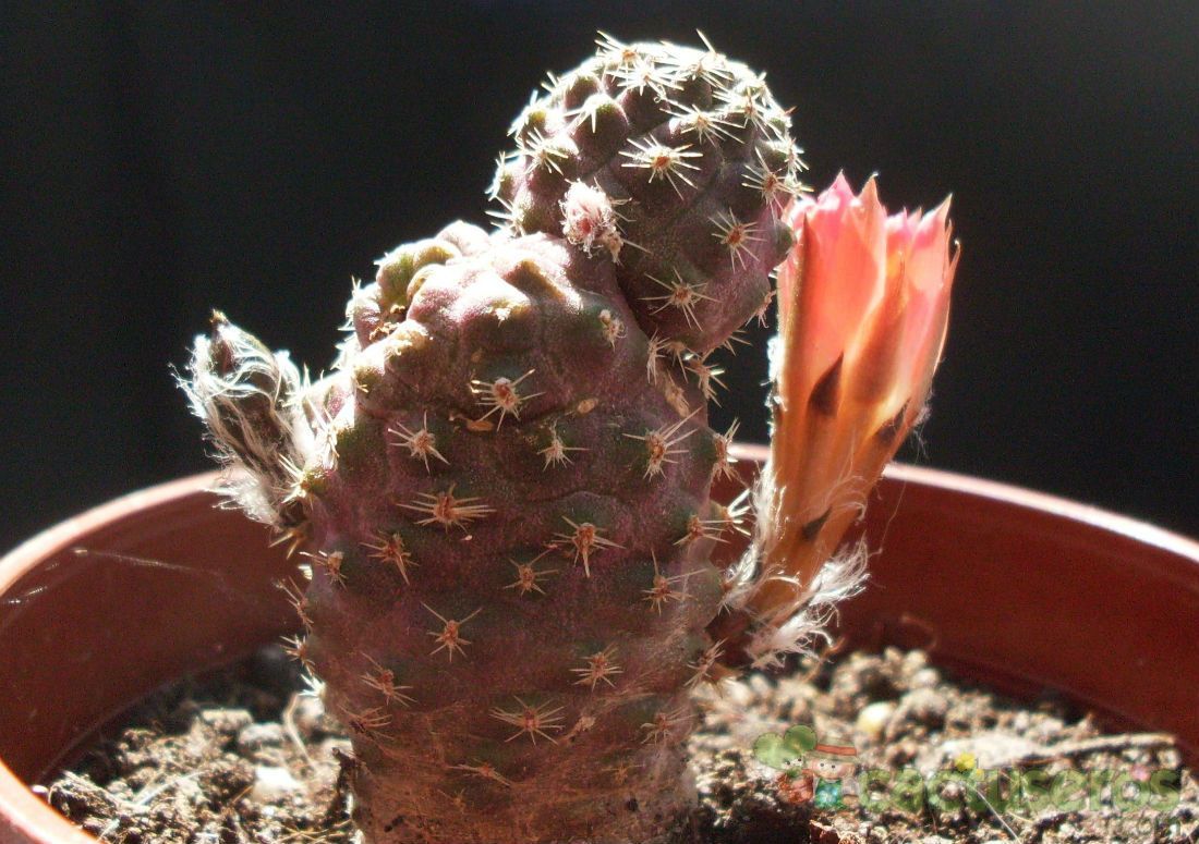 A photo of Lobivia pygmaea