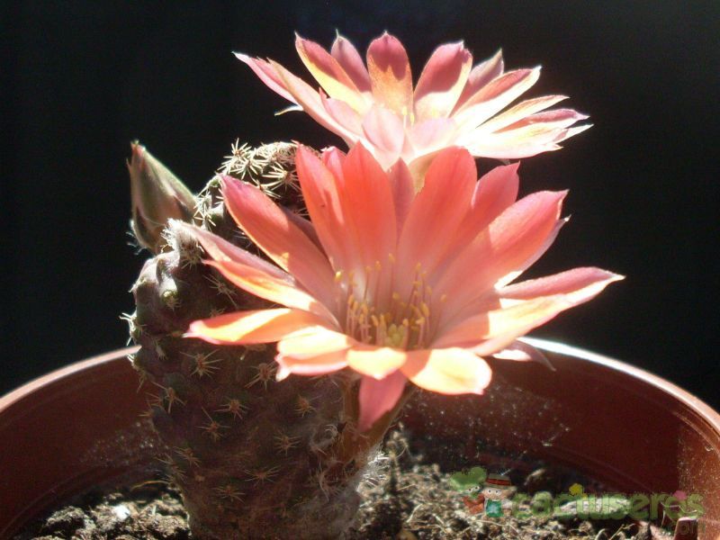 A photo of Lobivia pygmaea