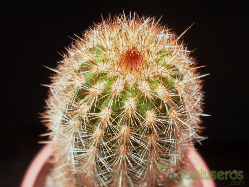 Una foto de Espostoa lanata subsp. ruficeps