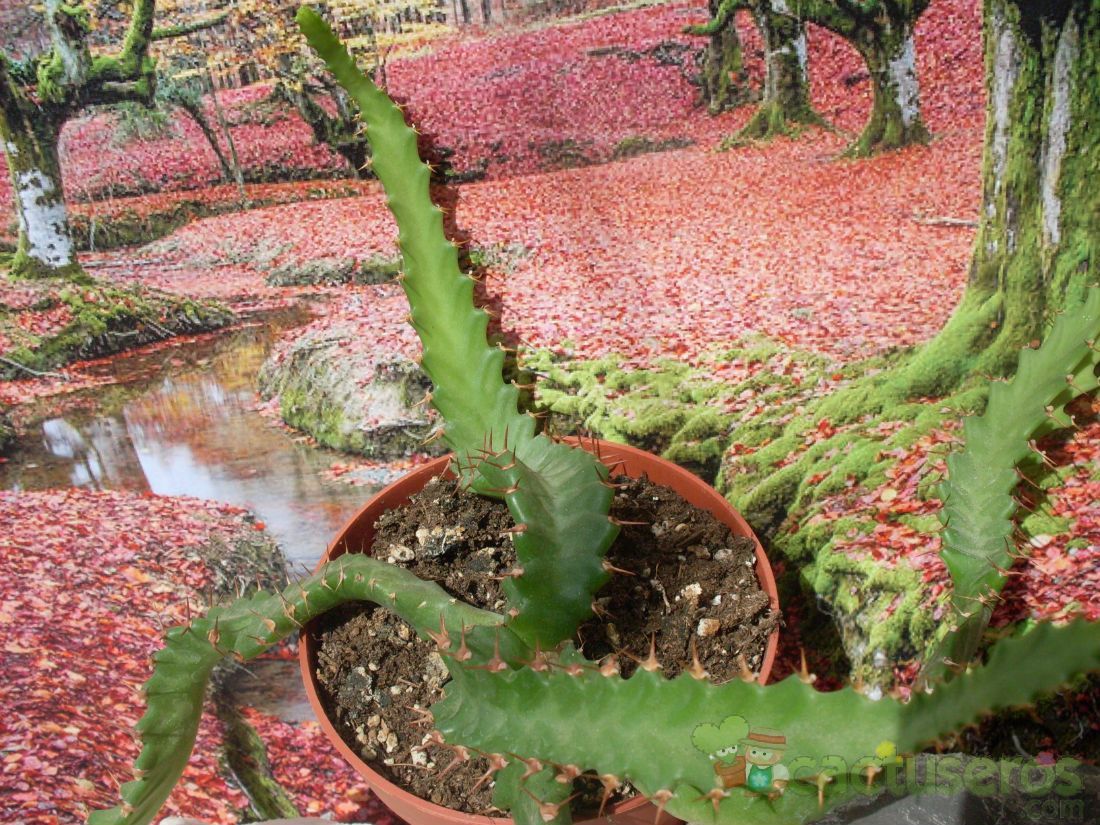 Una foto de Euphorbia stellata  