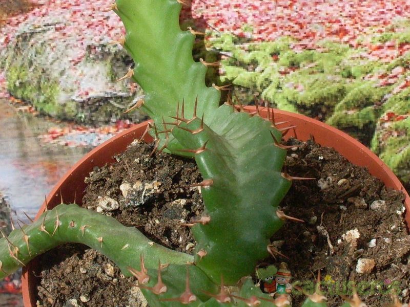 Una foto de Euphorbia stellata  