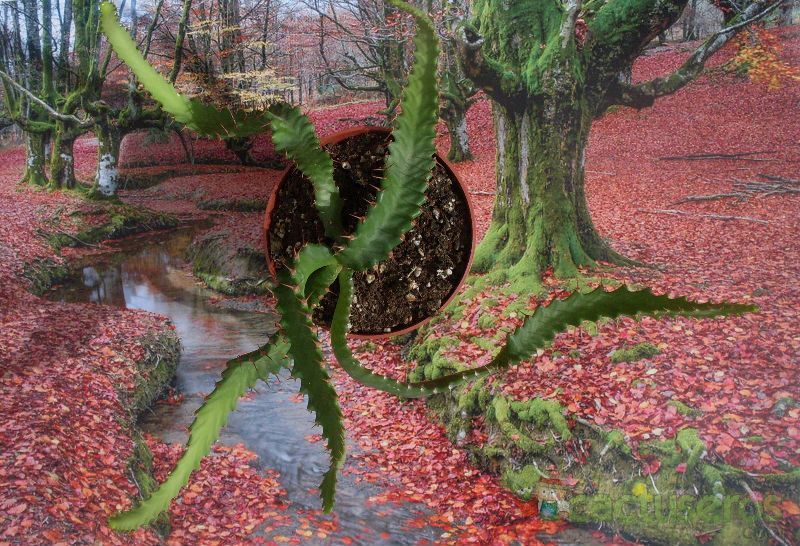 Una foto de Euphorbia stellata  