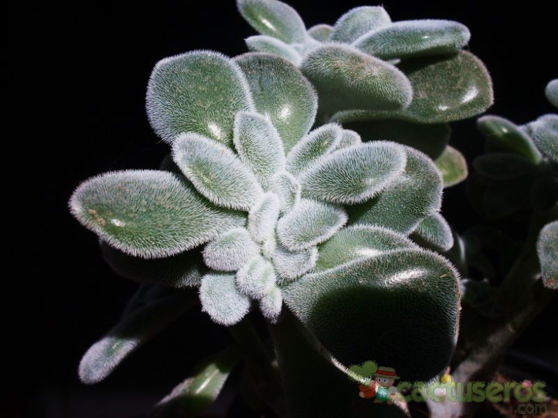 Una foto de Echeveria pulvinata Frosty fma. crestada