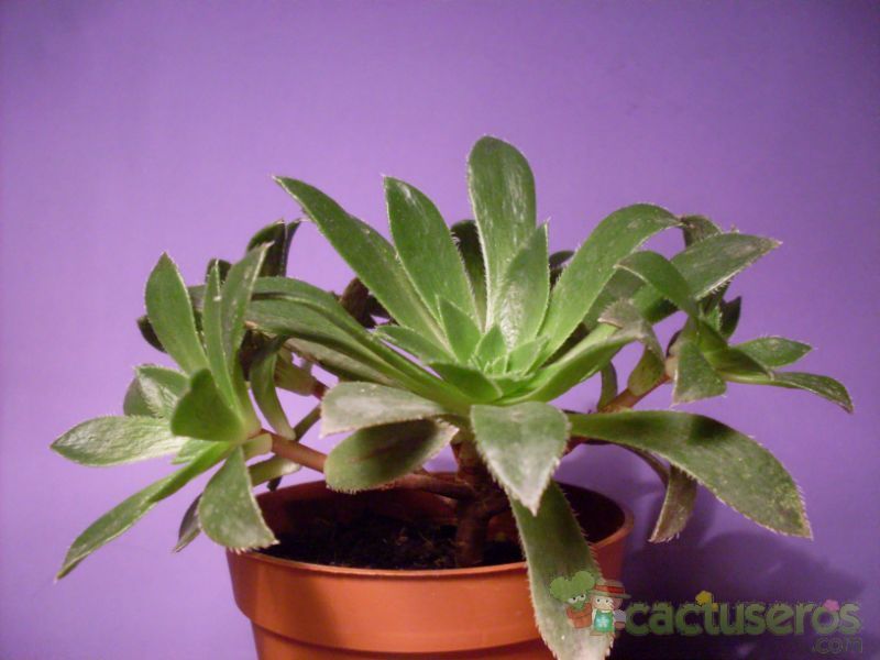 A photo of Aeonium simsii
