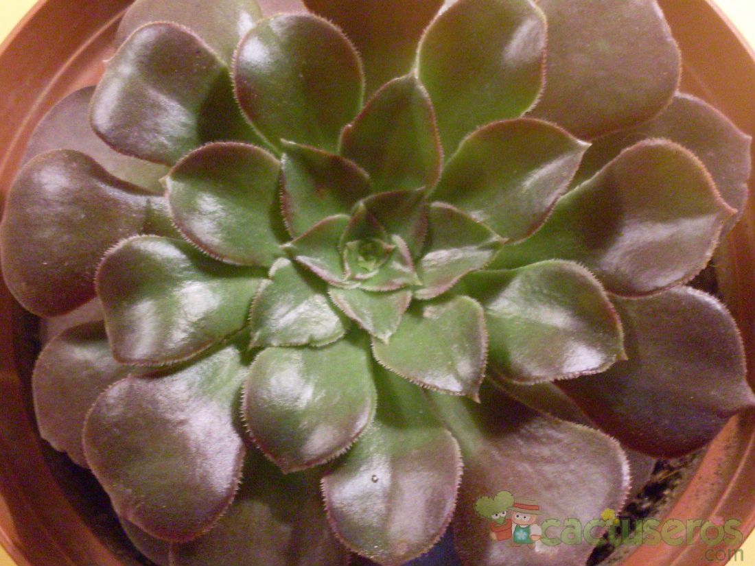 A photo of Aeonium Blushing Beauty (Aeonium canariense x A. arboreum Zwartkop) (HIBRIDO)