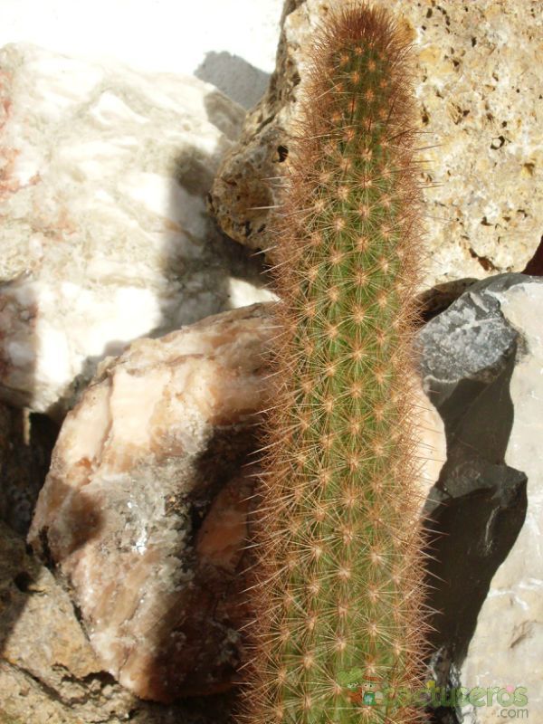 A photo of Weberbauerocereus weberbaueri