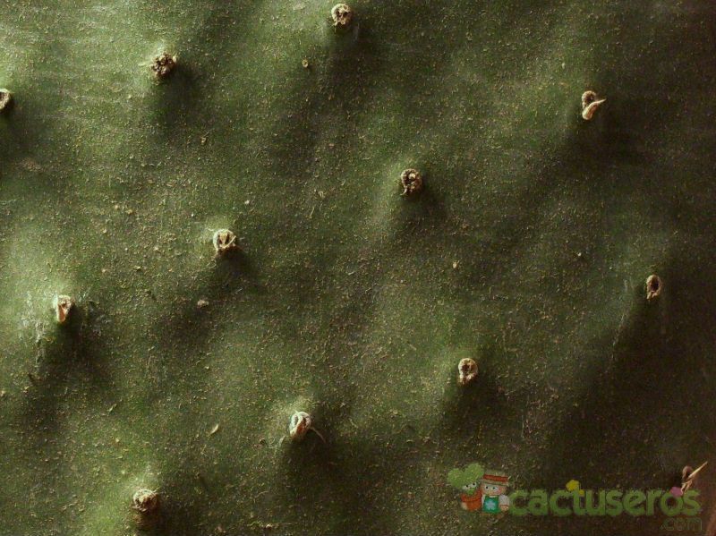 Una foto de Opuntia ficus-indica