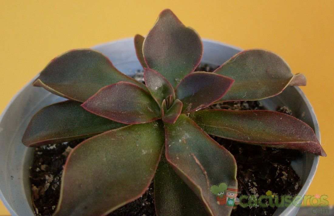 Una foto de Echeveria racemosa