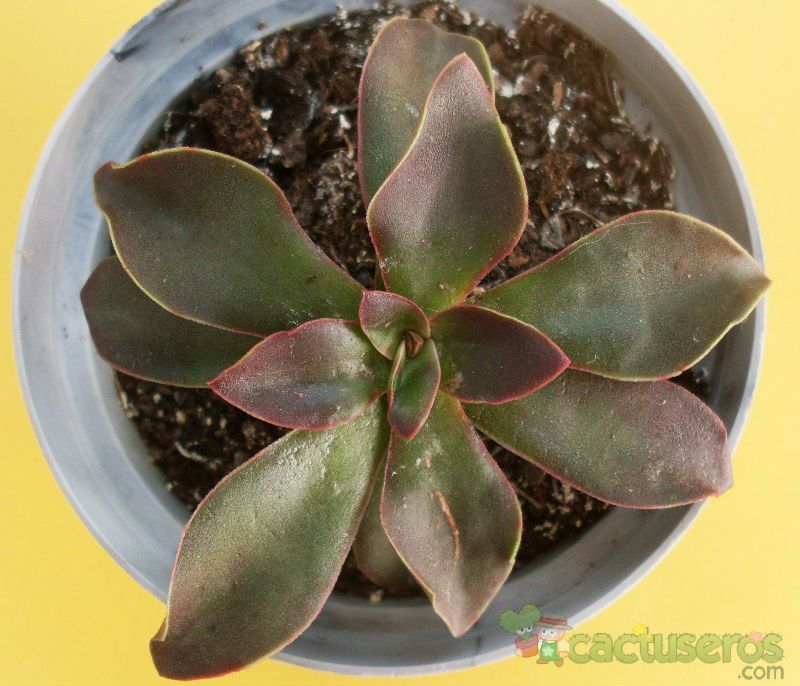 Una foto de Echeveria racemosa