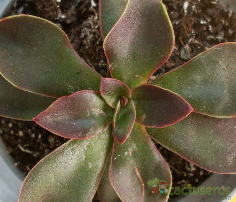 Una foto de Echeveria racemosa