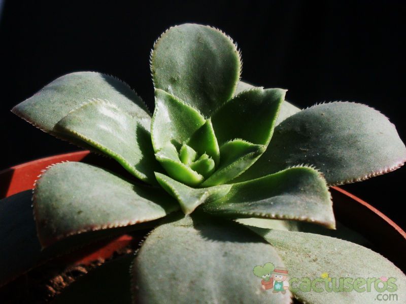 A photo of Aeonium gorgoneum