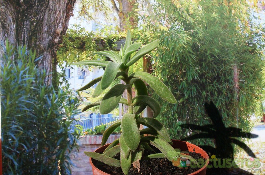 Una foto de Crassula perfoliata var. heterotricha