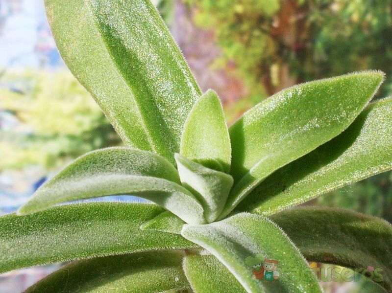 Una foto de Crassula perfoliata var. heterotricha