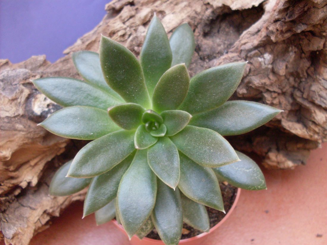 A photo of Echeveria affinis