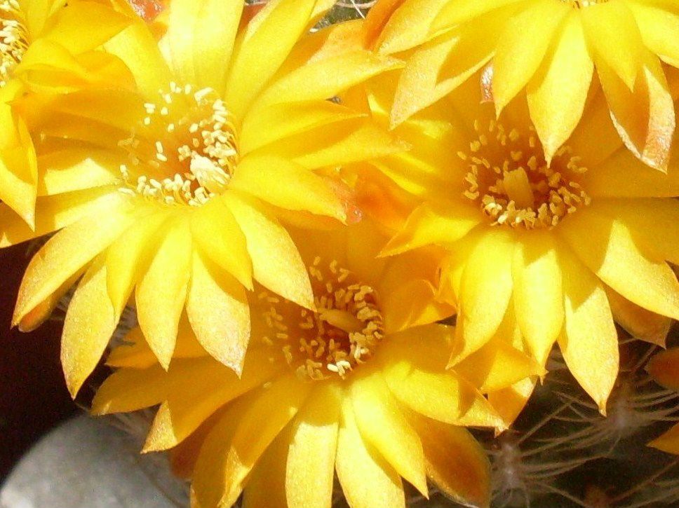 A photo of Sulcorebutia breviflora