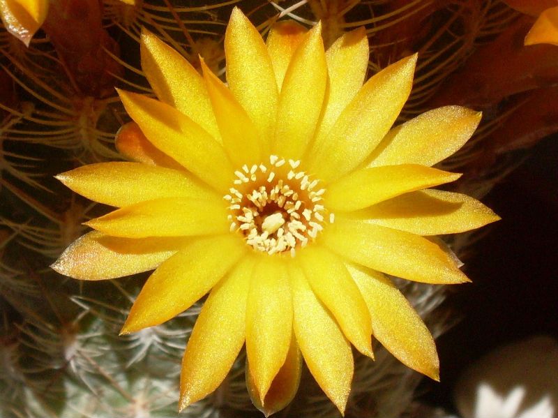 A photo of Sulcorebutia breviflora