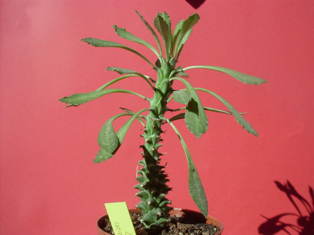 Una foto de Euphorbia heteropodum