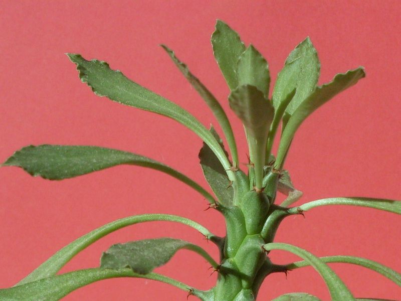 Una foto de Euphorbia heteropodum