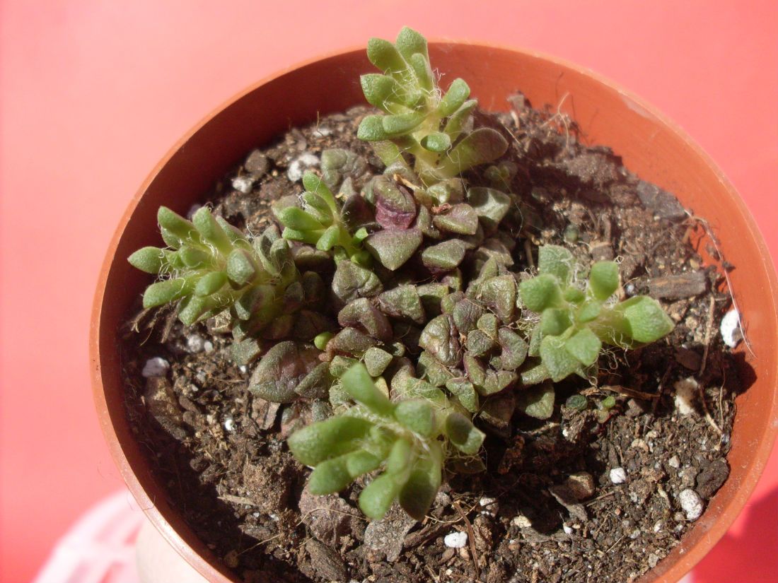 Una foto de Anacampseros rufescens