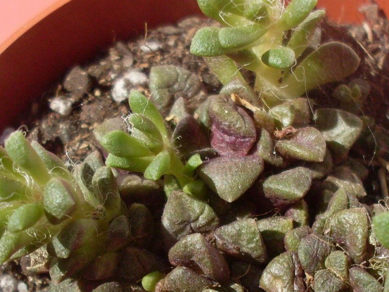 Una foto de Anacampseros rufescens
