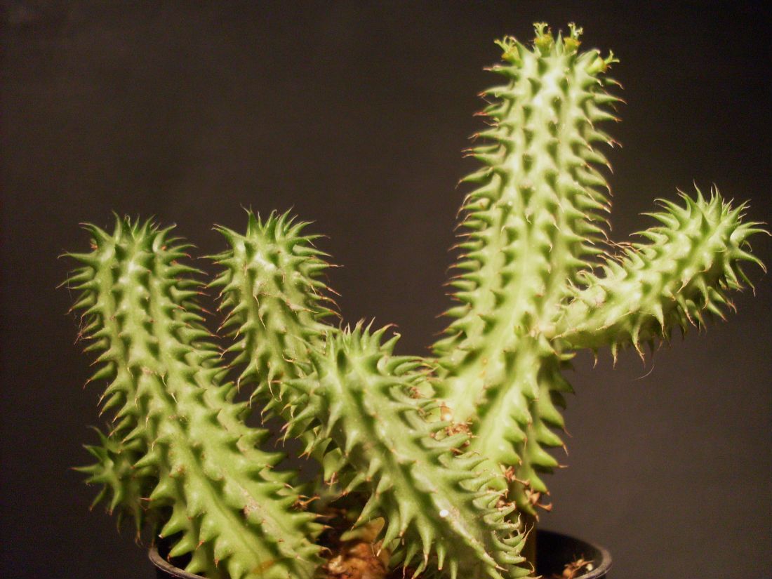 Una foto de Euphorbia susannae