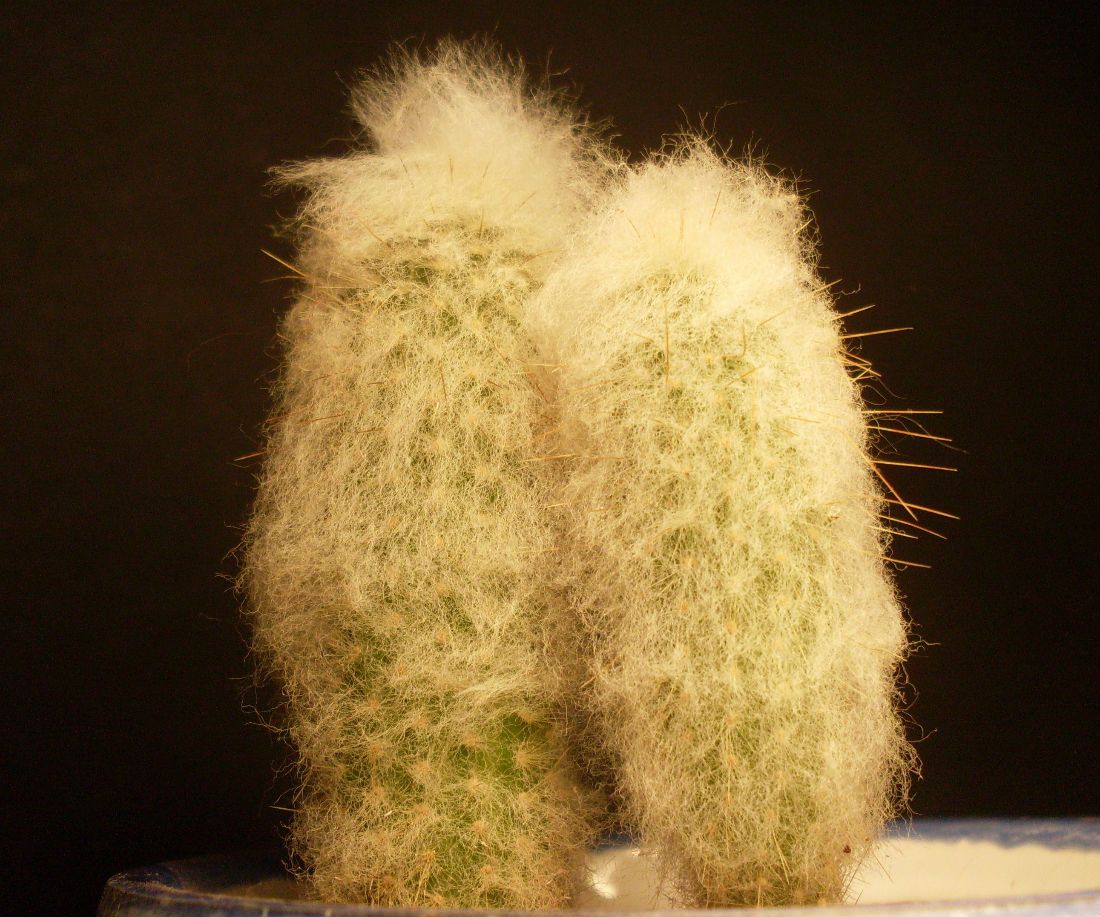 A photo of Espostoopsis dybowski