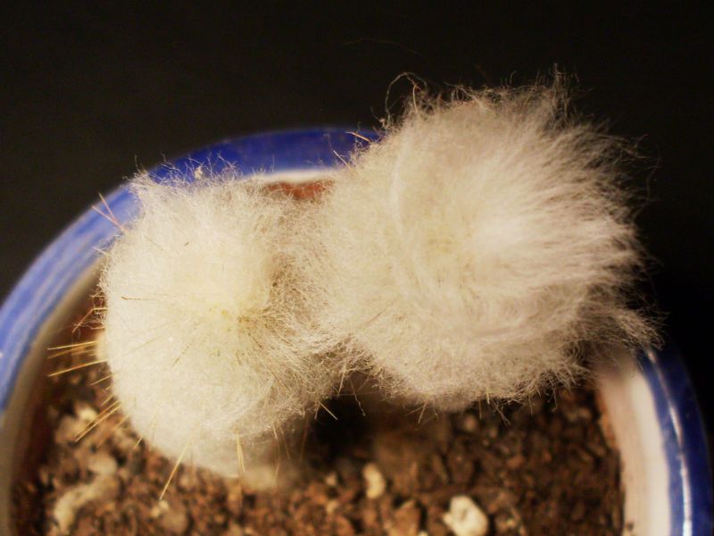 A photo of Espostoopsis dybowski