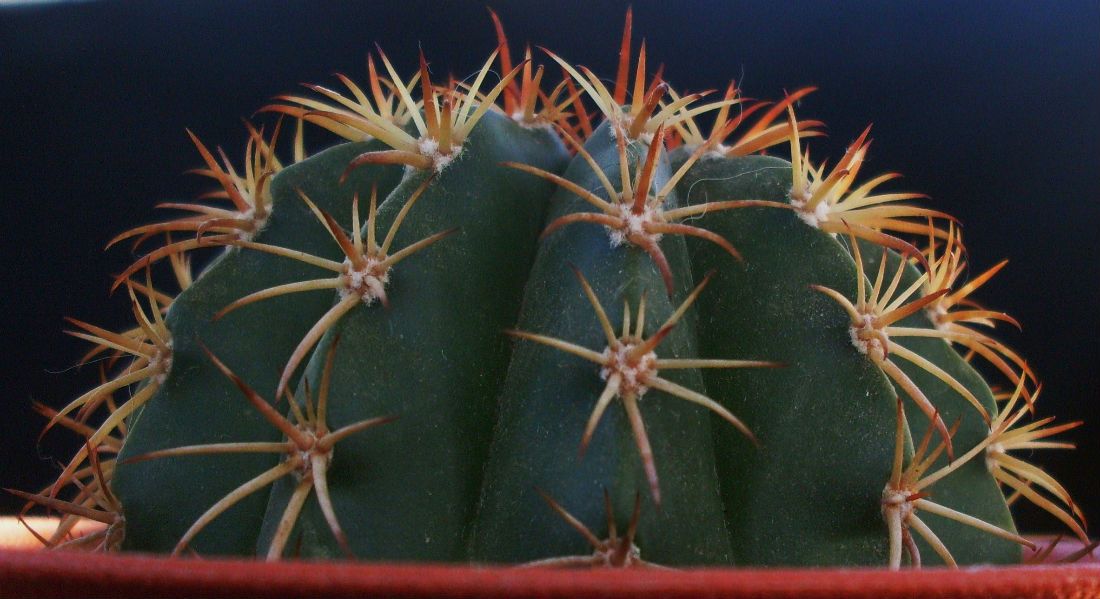 A photo of Melocactus conoideus