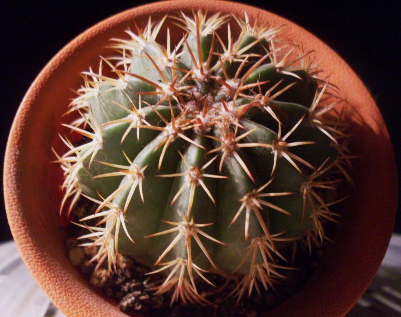 A photo of Melocactus conoideus