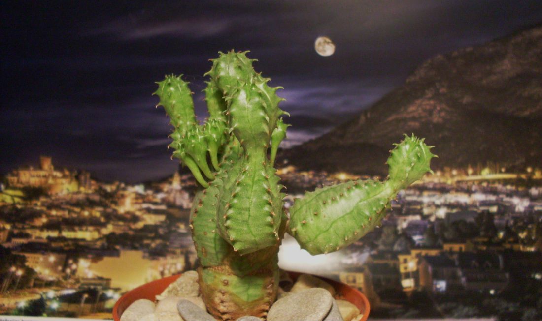 Una foto de Euphorbia susannae x Euphorbia obesa (HIBRIDO)
