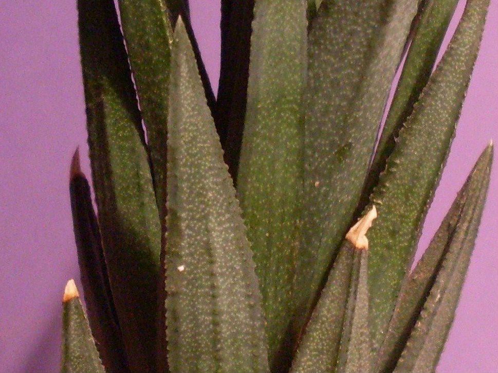 A photo of Haworthia glauca var. herrei