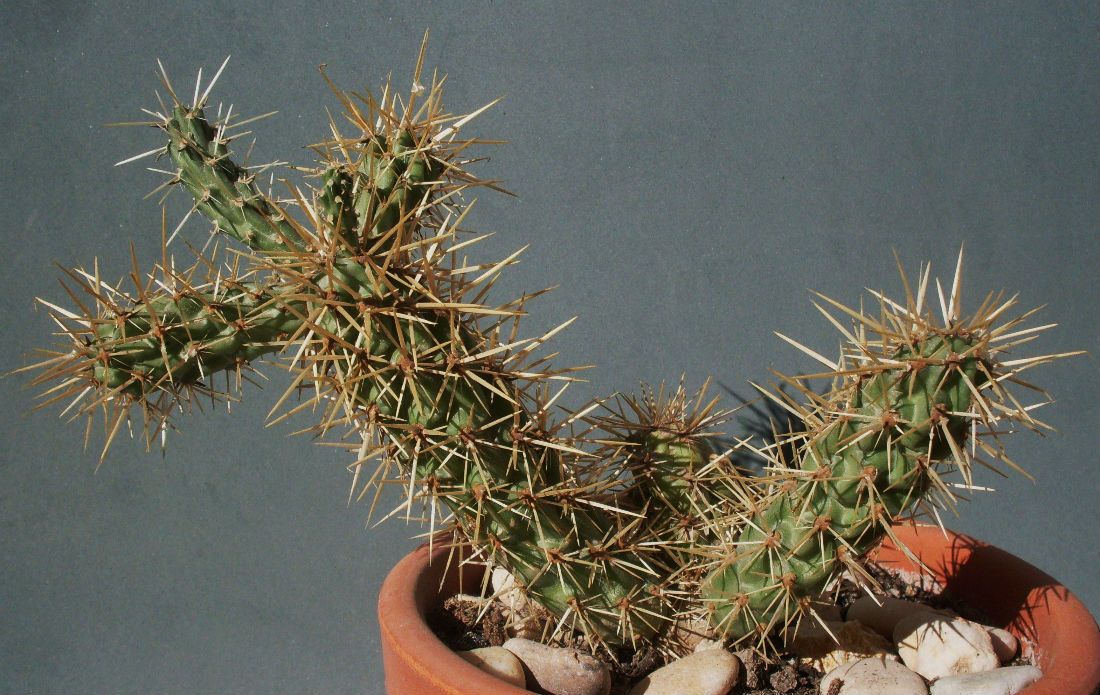 Una foto de Cylindropuntia alcahes subsp. burrageana