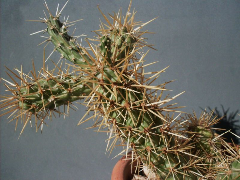 A photo of Cylindropuntia alcahes subsp. burrageana