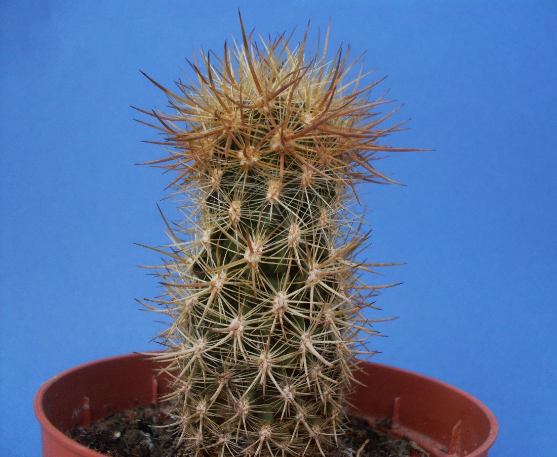 Una foto de Eriosyce chilensis