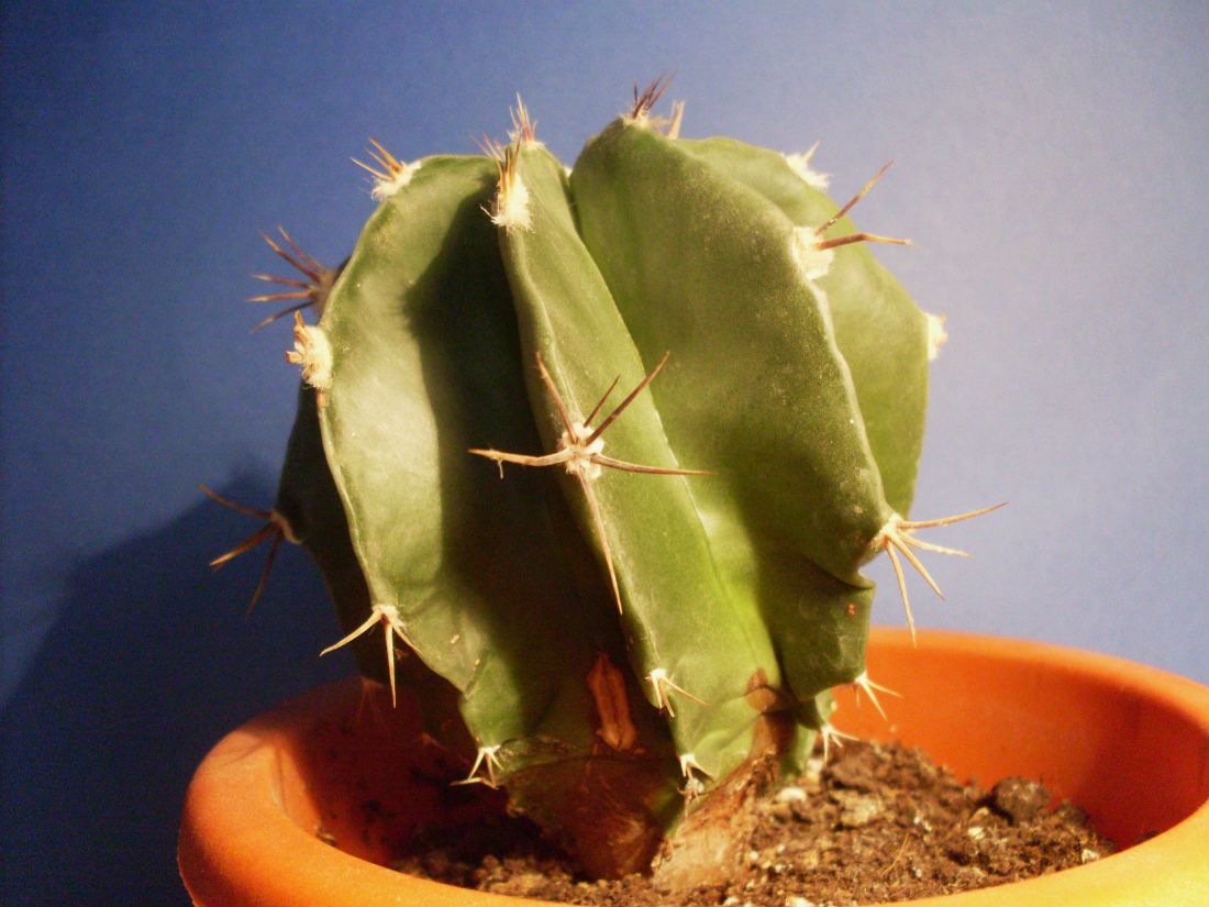 Una foto de Astrophytum ornatum fma. nudum