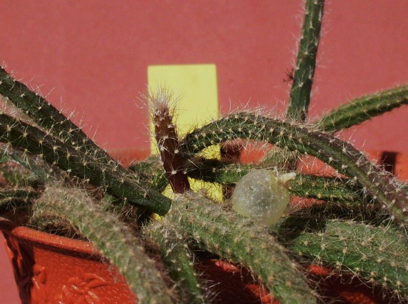 Una foto de Rhipsalis baccifera ssp. horrida