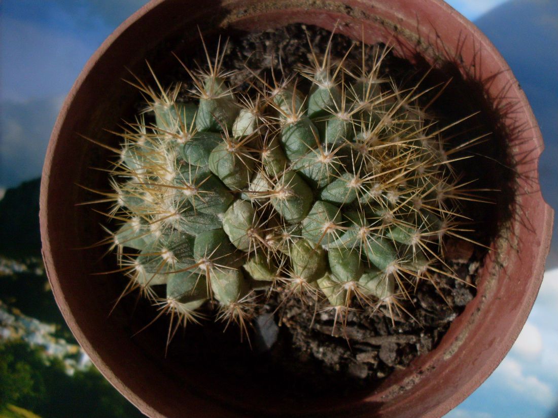 Una foto de Mammillaria petterssonii