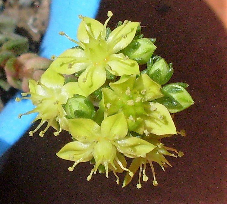 A photo of Sedum X Little Gem (S. cremnophila x S. humifusum) (HIBRIDO)