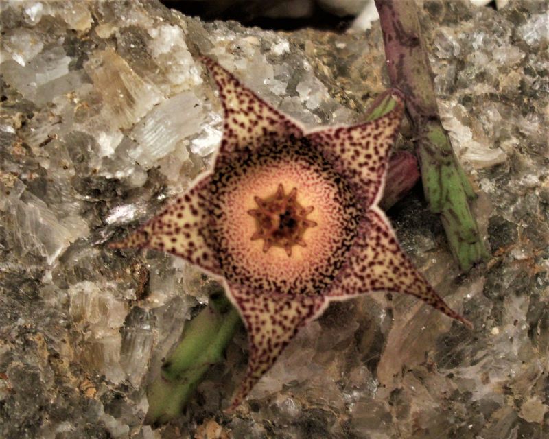 Una foto de Orbeanthus hardyi