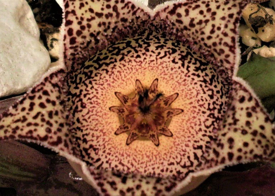 A photo of Orbeanthus hardyi