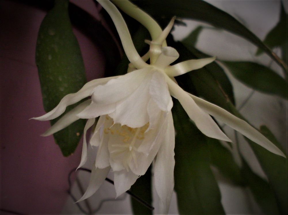 Una foto de Epiphyllum pumilum