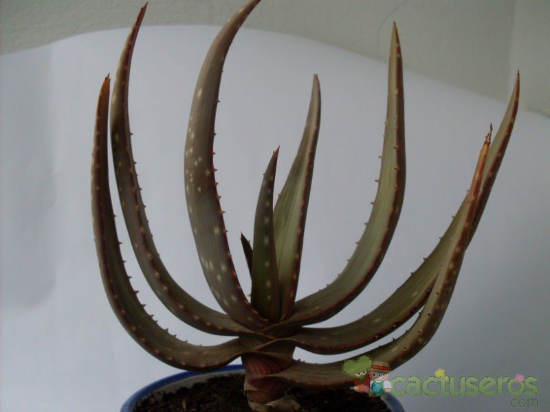 Una foto de Aloe microstigma  