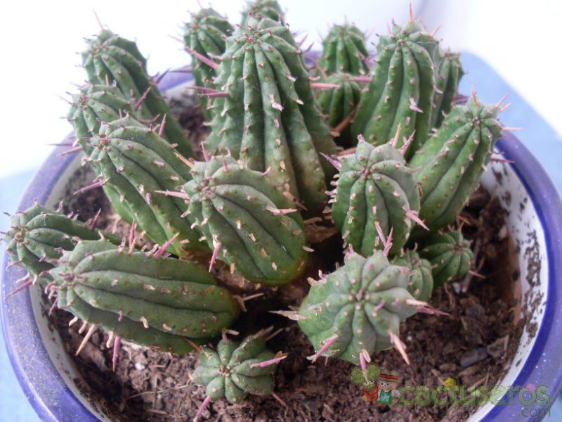 A photo of Euphorbia aggregata