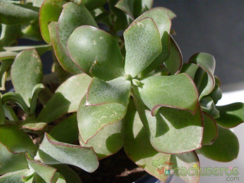 A photo of Crassula arborescens fma. undulatifolia