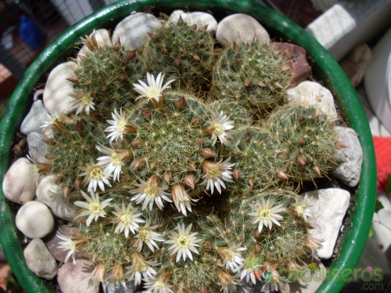 A photo of Mammillaria crinita ssp crinita