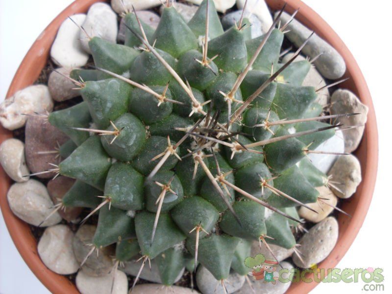 Una foto de Mammillaria compressa ssp centralifera
